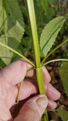 Agastache nepetoides