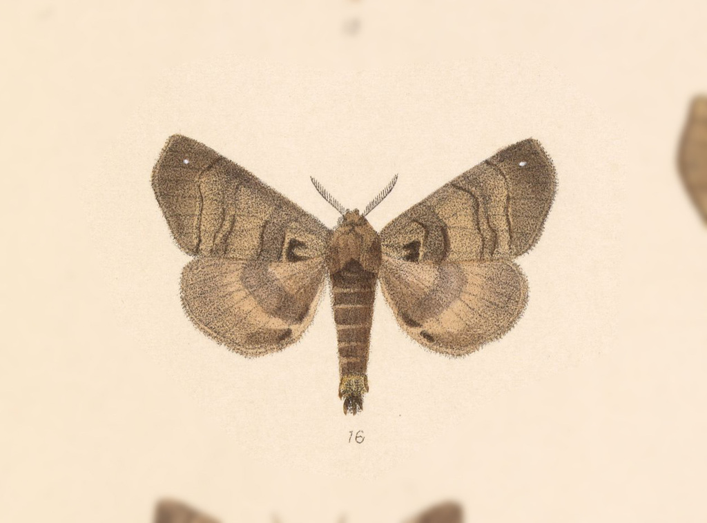 Apatelodes verena