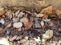 Reticulitermes hesperus