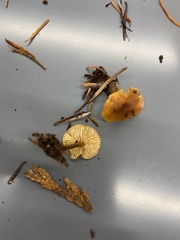 Heimiomyces fulvipes