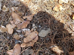 Reticulitermes hesperus