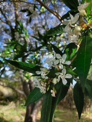 Tabernaemontana catharinensis