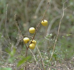 Solanum palinacanthum