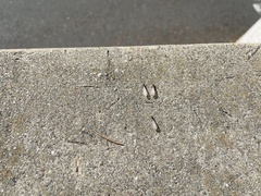 Reticulitermes hesperus