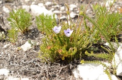 Roella ciliata
