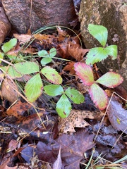 Fragaria virginiana