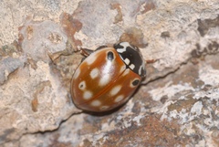 Anatis ocellata