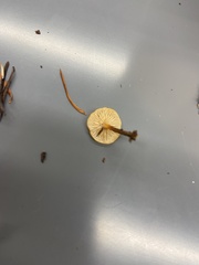 Heimiomyces fulvipes