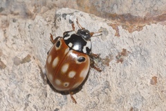 Anatis ocellata