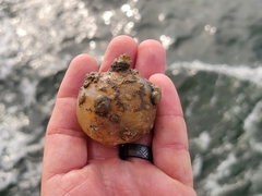 Molgula manhattensis