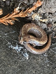 Batrachoseps attenuatus