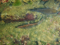 Symphodus rostratus
