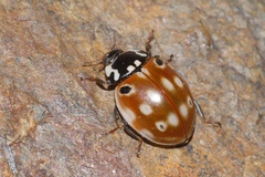 Anatis ocellata