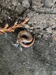 Batrachoseps attenuatus