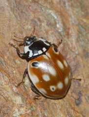 Anatis ocellata
