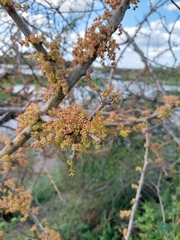 Phyllanthus chacoensis