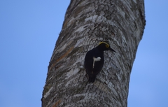 Melanerpes cruentatus