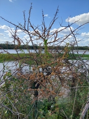 Phyllanthus chacoensis