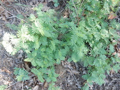 Desmanthus leptolobus