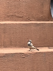 Passer domesticus