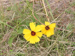 Thelesperma filifolium