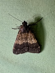 Hydrillodes funestalis