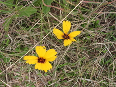 Thelesperma filifolium