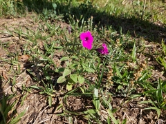 Petunia integrifolia
