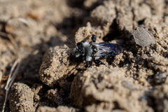 Melandrena
