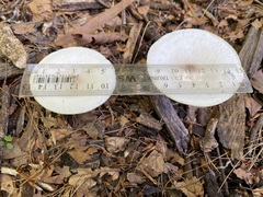 Melanoleuca verrucipes