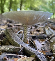 Melanoleuca verrucipes