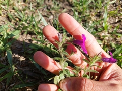 Petunia integrifolia
