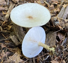 Melanoleuca verrucipes