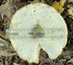 Melanoleuca verrucipes