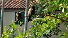 Cyanocorax cyanomelas