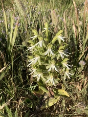 Bonatea speciosa