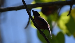 Ramphocelus carbo