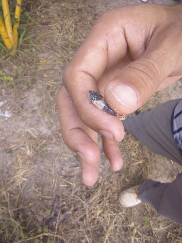 Troschel's Pampas Snake