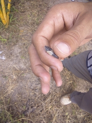 Phimophis guianensis
