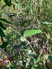Smilax campestris