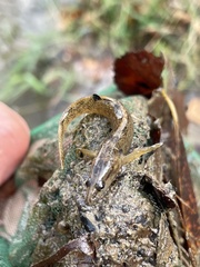 Etheostoma flabellare