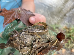 Etheostoma flabellare