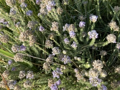 Aspalathus cephalotes