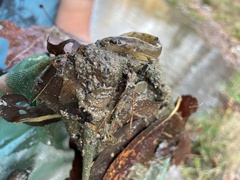 Etheostoma flabellare