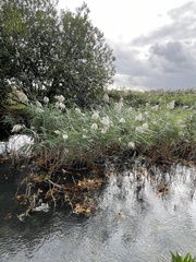Phragmites australis