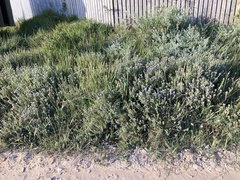 Aspalathus cephalotes