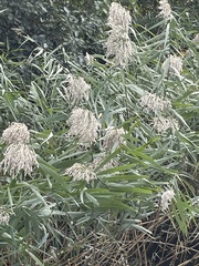 Phragmites australis