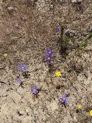 Calydorea xiphioides