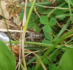 Therevidae