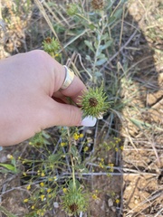 Grindelia